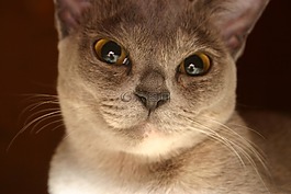貓,動物,寵物
