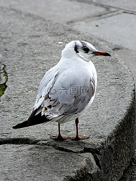 海鷗,鳥,關(guān)閉