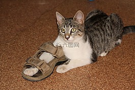 鞋匠,猫,戏剧