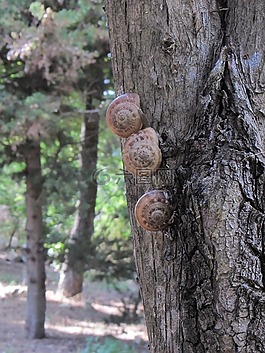 宏,蝸牛,樹(shù)