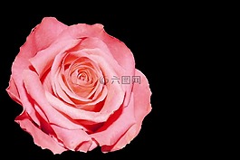 玫瑰,粉紅色,開花
