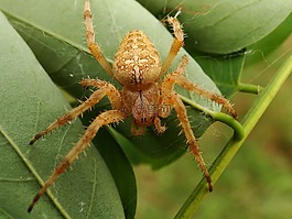蜘蛛,節(jié)肢動物,昆蟲