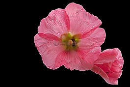 锦葵,开花,粉红锦葵