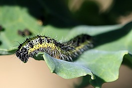 卡特彼勒,大菜粉蝶,害虫