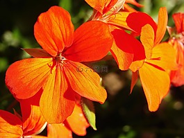 槿,紅色花,鮮花