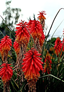 永紅撲克,kniphofia,花