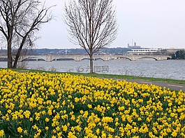 鮮花,黃色,水仙