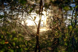 web,蜘蛛,昆蟲