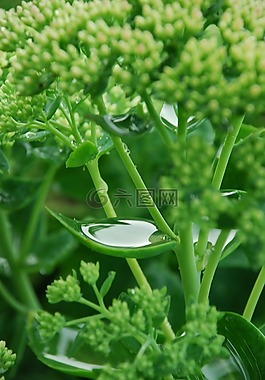 植物,水,綠色