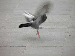 鴿子,脫掉,鳥(niǎo)