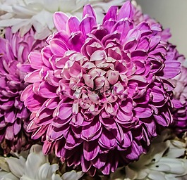 菊花,花,開花