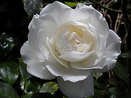 白玫瑰,花,花園