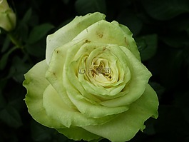 玫瑰,性質,淡綠色的花