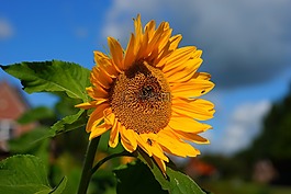 太陽(yáng)花,開(kāi)花,黃色