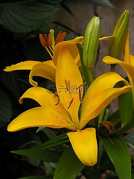 莉莉黃色,花,花園