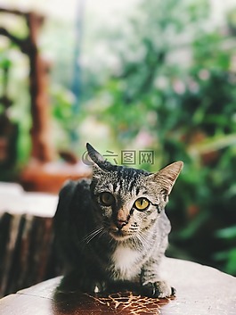 貓,貓咪,寵物
