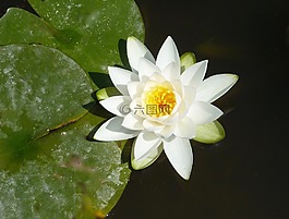 水百合,植物,水生植物