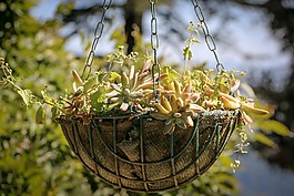 自然,植物區(qū)系,樹