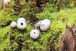 馬勃,樹墩,菌類