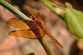 細數(shù),陽光,動物