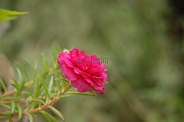 爱一个的话,花,区域