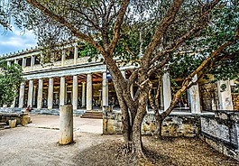 樹,雅典,雅典衛(wèi)城