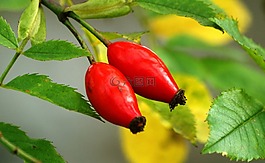 玫瑰果,秋季,sammelfrucht