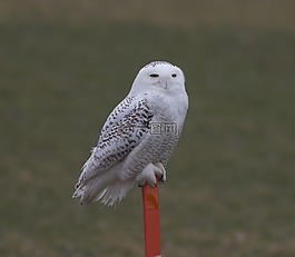 鳥,野生動物,動物