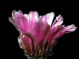 仙人掌,開(kāi)花,植物
