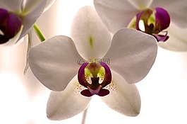 蘭花,開花,花
