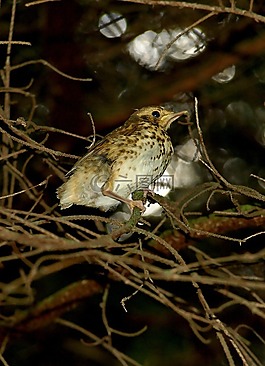 鳥類,大自然,斯洛伐克