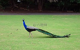 孔雀,鳥,羽毛