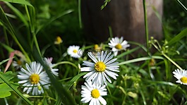 性質(zhì),花,夏季