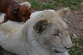 獅子與狗,獅子,狗