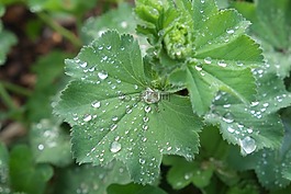 葉雨滴,廠,花