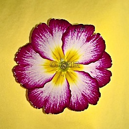 廠,報(bào)春花,黃花九輪草