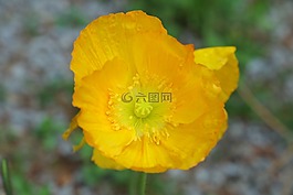 黃色罌粟,島嶼的植物,開(kāi)花