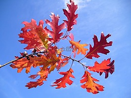 紅色,秋,景觀