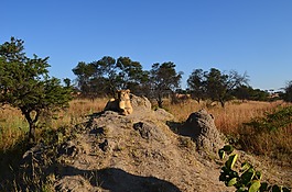 獅子,巖,動(dòng)物