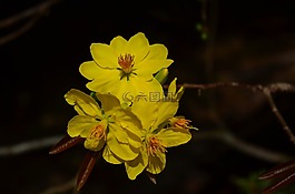 豹,花,盛宴