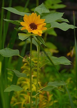 鮮花,向日葵,黃色