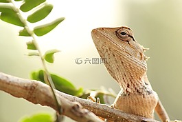 蜥蜴,野生動(dòng)物,動(dòng)物