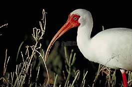 阿爾巴,eudocimus,鳥