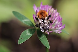 熊蜂,花,昆蟲