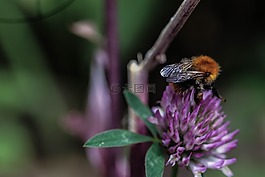 熊蜂,花,昆蟲