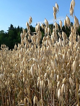 特寫,燕麥,原野