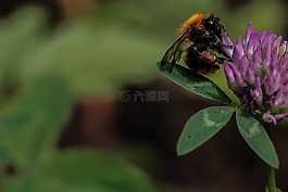 熊蜂,花,昆虫