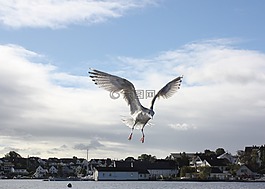 海鷗,鳥,海洋生命