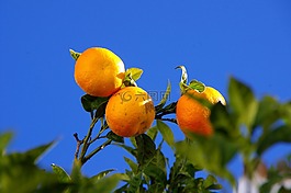 橘子,樹(shù),性質(zhì)