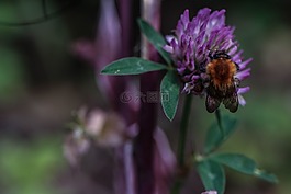 熊蜂,花,昆蟲